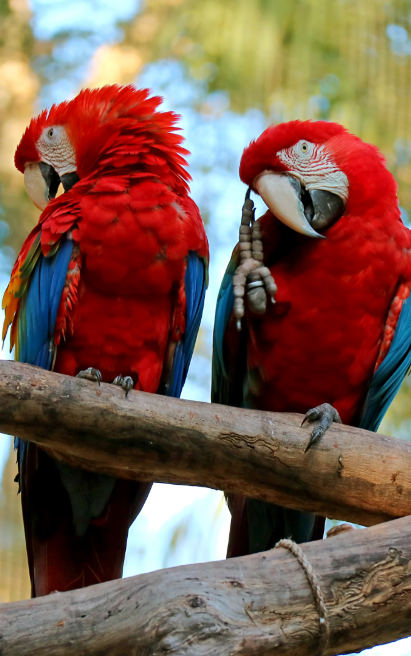 Parque das Aves